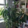 Indoor House Plant Image 2
