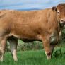 Bostonia Livestock Breeding Females Image 9
