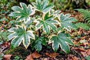 Fatsia Japonica Variegata Sale