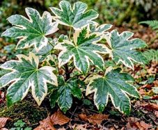 Fatsia Japonica Variegata Sale