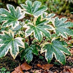 Fatsia Japonica Variegata Sale