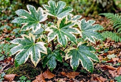 Fatsia Japonica Variegata Sale