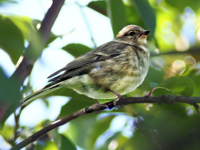 Vivitar 200mm F3.5 lens