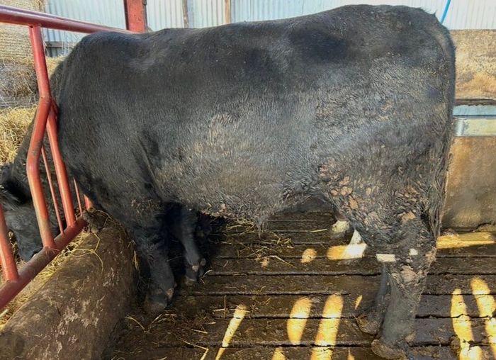 Pedigree registered Aberdeen Angus bull