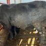 Pedigree registered Aberdeen Angus bull Image 2