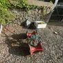 antique plough and turnip presser Image 2
