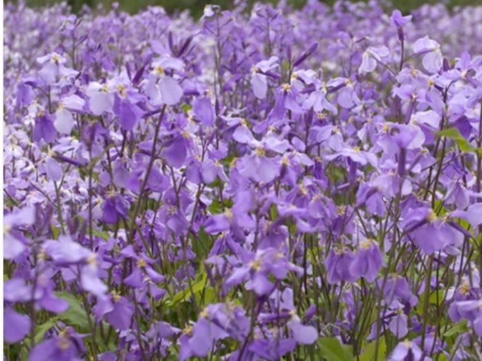 Violet Cress seeds. 0.5 g