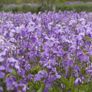 Violet Cress seeds. 0.5 g Image 2