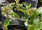 Blueberry bushes 5l pot