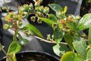 Blueberry bushes 5l pot