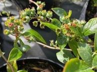 main image for ad Blueberry bushes 5l pot