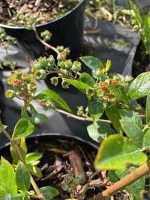 Blueberry bushes 5l pot
