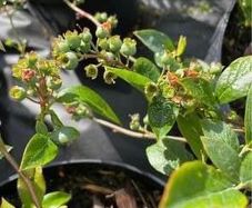 Blueberry bushes 5l pot