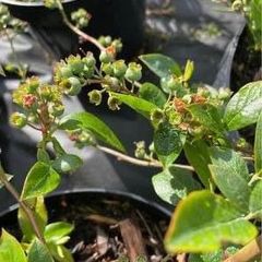 Blueberry bushes 5l pot