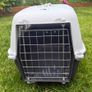 cat Image 3