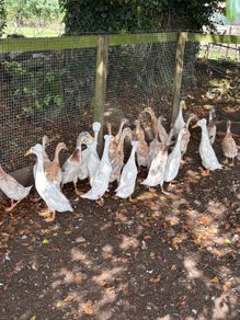 Indian runner drakes