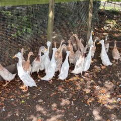 Indian runner drakes