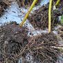 garden plants Image 8