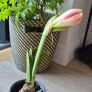 Large Flowering Amaryllis Ready to Bloom! Image 2