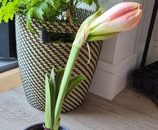 Large Flowering Amaryllis Ready to Bloom!
