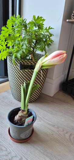 Large Flowering Amaryllis Ready to Bloom!