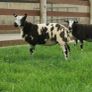 Pure dutch spotted and 3/4 bred spottie ewe lambs Image 6