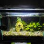 Fully cycled fish tank Image 2