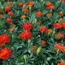 (M) French Marigold Durango seeds (20s) (415779) Image 2