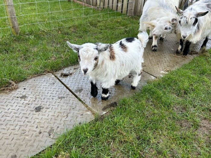 Pet Poly Pygmy Goats