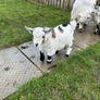 Pet Poly Pygmy Goats Image 5