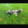 Call ducks pigeons mandarin bantam ferrets Image 9