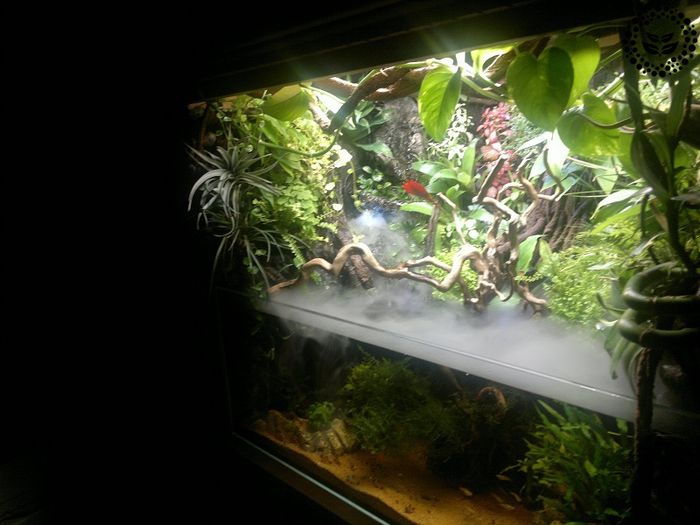 Terrario Premium Fogger v2 fog generator with nozzle