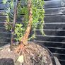 Japanese red cedar tree Image 9