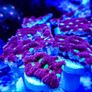 War Coral Favites Pentagone Image 6