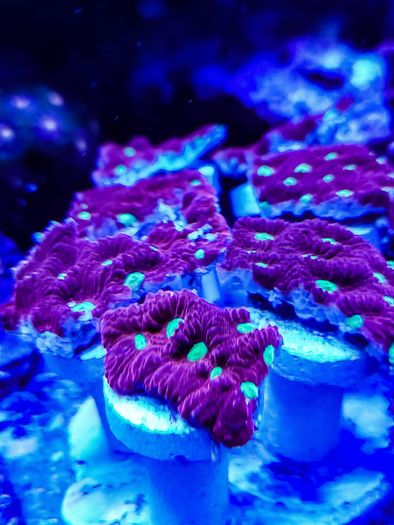 War Coral Favites Pentagone