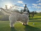 Rare breed Glen of Imaal Terrier Available for Photoshoots Image 8