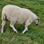 Cheviot Hoggets Image 3