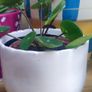Indoor Plants Image 3