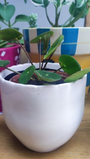 Indoor Plants
