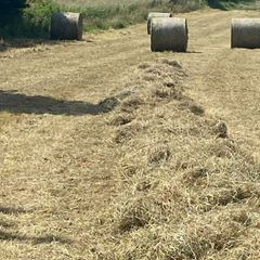 Hay