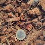 Coco Husk Chips Image 3