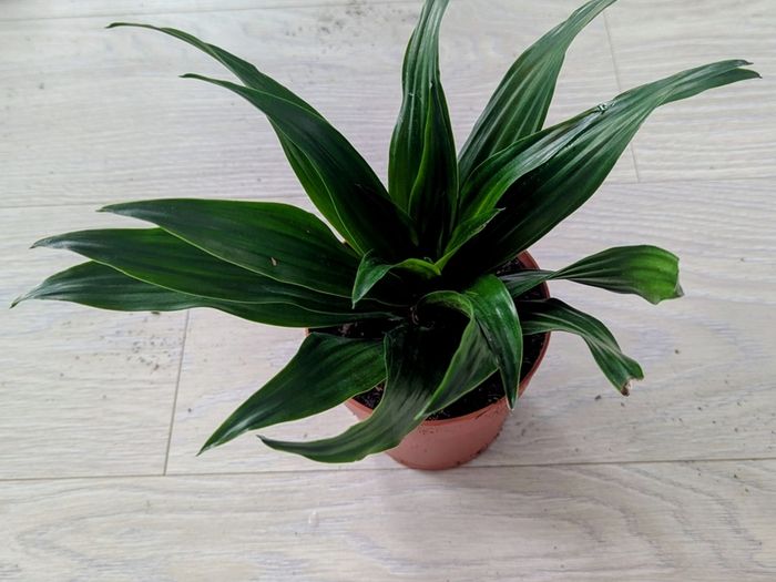 Dracaena Compacta Plant