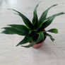 Dracaena Compacta Plant Image 5