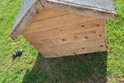 dog house