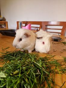 2 Male White Guinea Pigs + Cage