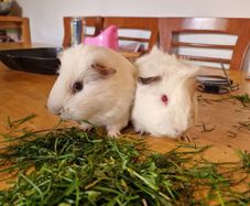 2 Male White Guinea Pigs + Cage