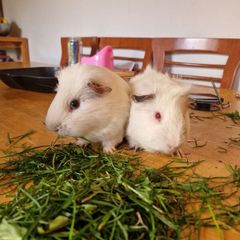2 Male White Guinea Pigs + Cage