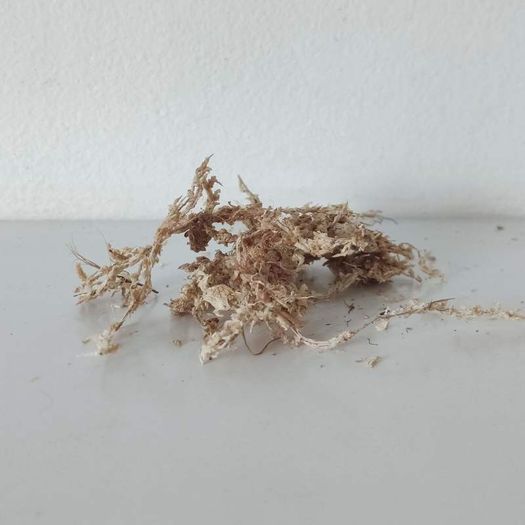 Dehydrated Sphagnum Moss (30g)