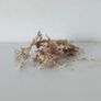 Dehydrated Sphagnum Moss (30g) Image 3