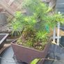 Japanese larch bonsai start material Image 7